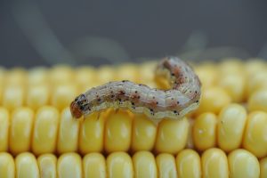 Close-up of a corn earworm on a yellow corn cob.