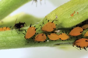 Close-up of a corn root aphid colony on the roots of a corn plant.