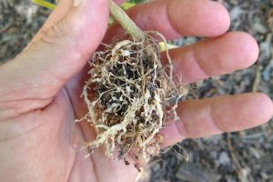 Close-up image of corn roots affected by Corn Root Knot Nematode, showing galls and root damage.