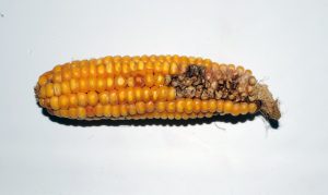 Close-up of a corn ear showing a Corn Sap Beetle among the kernels.