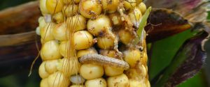 Close-up of a corn ear infested with a European corn borer.