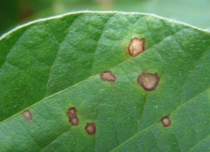 Close-up image of soybean leaves infected with Frogeye Leaf Spot, displaying circular brown lesions with dark borders and grayish centers.