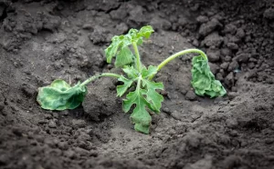 Cabbage plant affected by Fusarium Wilt, showing yellowing and wilting leaves.