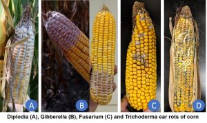 Corn cob affected by Gibberella Ear Rot with pinkish mold growth.