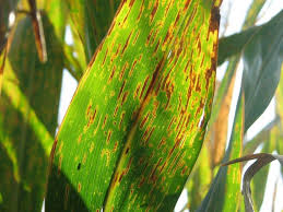 Corn leaf showing symptoms of Gray Leaf Spot with rectangular, grayish lesions.