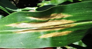 Close-up image of a corn leaf affected by Northern Corn Leaf Blight, showing elongated, tan lesions.