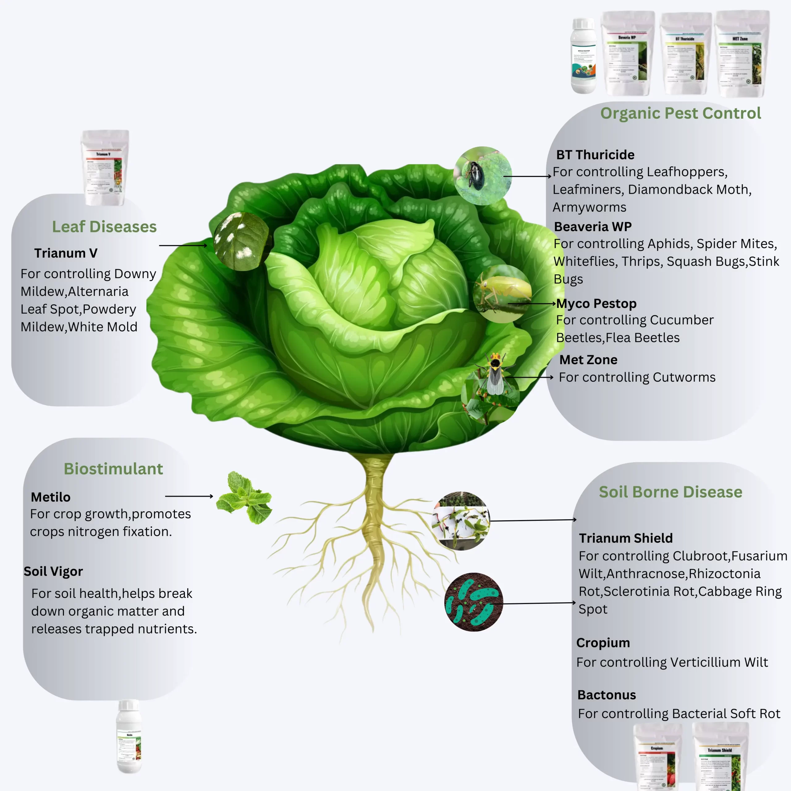 Infographic illustrating various organic pest control, biostimulant, leaf disease, and soil-borne disease solutions for cabbage plants, with images and descriptions of products.