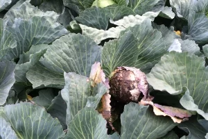 Close-up image of a cabbage plant infected with Sclerotinia rot, showing white mold and decay on the leaves.