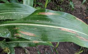 Corn leaf showing symptoms of Southern Corn Leaf Blight with brownish lesions.