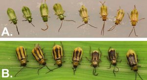 Close-up of a Southern Corn Rootworm on a corn leaf.