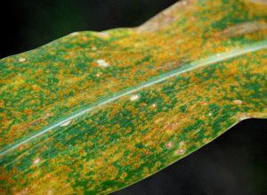 Corn leaves showing symptoms of Southern Rust with pustules and Gray Leaf Spot with rectangular lesions.