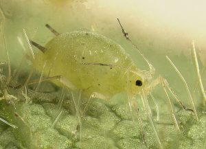 Close-up image of a soybean aphid on a soybean plant, showing its yellow-green body and long antennae.