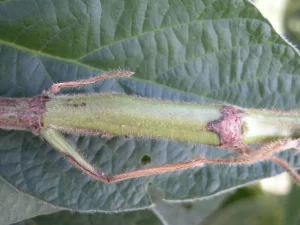 Close-up image of a soybean stem showing dark, sunken lesions characteristic of stem canker, a common soybean disease.