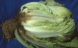 Close-up image of a cabbage leaf affected by white mold, showing white, cottony fungal growth.