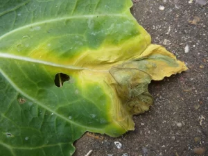 Close-up image of cabbage leaf infected with Xanthomonas, showing yellowing and dark spots.