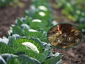 cabbage soil improvement with beneficial microorganisms