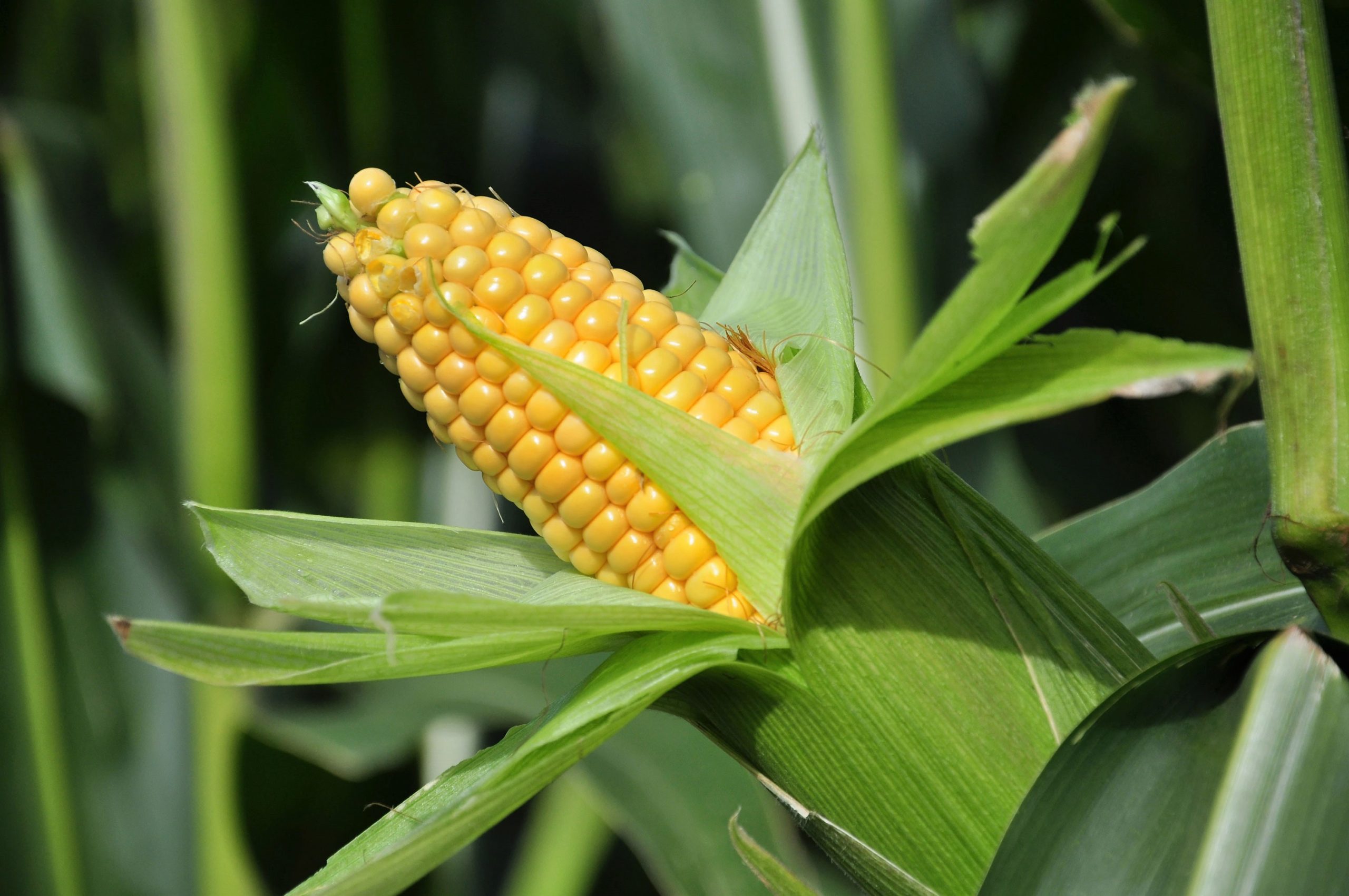 Close-up image of a ripe corn cob partially husked, growing in a cornfield.