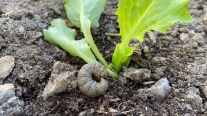 Close-up image of a cutworm on a damaged cabbage leaf.