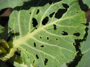 Close-up image of a cabbage leaf with a Diamondback Moth and visible larval damage.