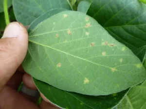 Close-up image of a soybean leaf showing the symptoms of downy mildew, with yellowish-green patches and white fungal growth on the underside.