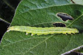 Close-up image of a green cloverworm larva on a soybean leaf, showing its green body and distinct white stripes along its sides.