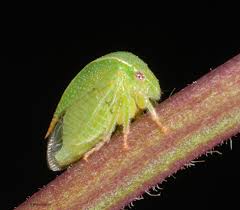 Close-up image of a Threecornered Alfalfa Hopper on a soybean plant, showing its green, wedge-shaped body and distinctive wings.