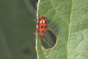 Close-up image of a bean leaf beetle on a soybean leaf, showing its red body with distinctive black spots and long antennae.