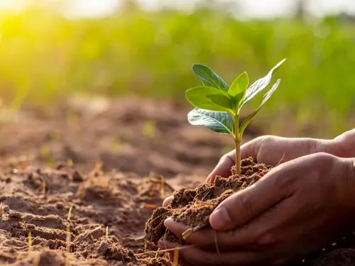 Hands holding a small green plant with soil, planting it in the ground in a sunny field, representing the use of Bacillus subtilis for plants.