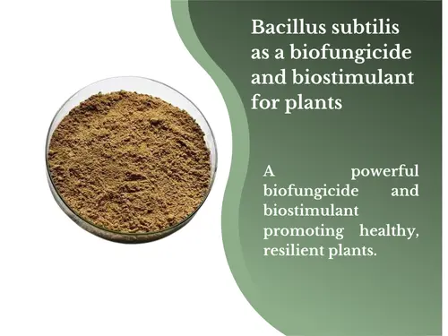 Image showing a petri dish containing a brown, powdered substance with a green background and text. The text reads: 'Bacillus subtilis as a biofungicide and biostimulant for plants. A powerful biofungicide and biostimulant promoting healthy, resilient plants.