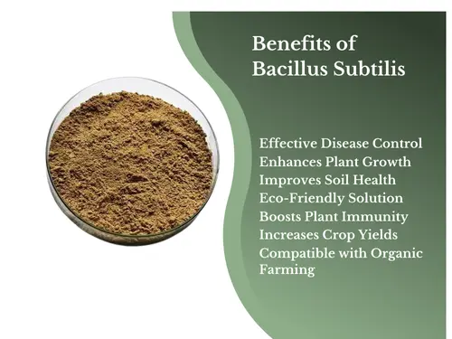 Image showing a petri dish containing a brown, powdered substance with a green background and text. The text reads: 'Benefits of Bacillus subtilis. Effective disease control, enhances plant growth, improves soil health, eco-friendly solution, boosts plant immunity, increases crop yields, compatible with organic farming.