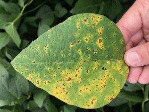 Close-up image of soybean leaves showing symptoms of Septoria brown spot, with dark brown lesions scattered across the leaf surface.