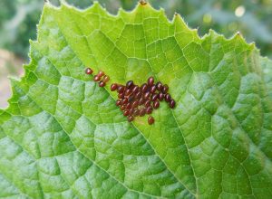 The image depicts a close-up view of a green cabbage leaf with a Diamondback Moth perched on it. The moth is small, with brown wings featuring diamond-shaped markings. Visible damage caused by the larvae of the Diamondback Moth can be seen on the leaf, characterized by holes and chewed edges. This image illustrates the impact of Diamondback Moth infestations on cabbage crops, showcasing the type of damage these pests can inflict.