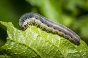 A cutworm larva on a soybean leaf, showing its cylindrical, segmented body and dark coloration.