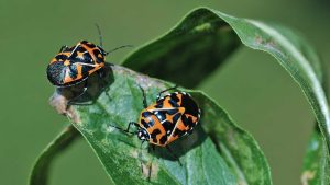 Close-up image of stink bugs on a cabbage leaf.