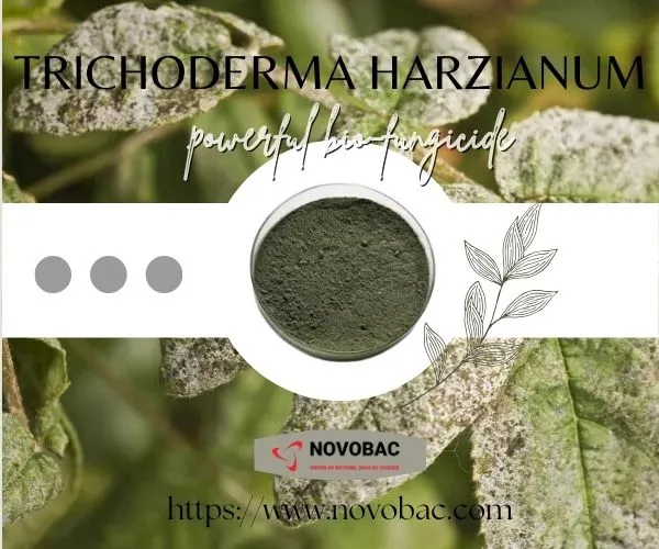 Trichoderma harzianum to combat rose powdery mildew