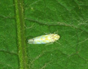 A close-up image of an Eastern grape leafhopper on a green leaf, characterized by its small size and light blue and yellow coloration.