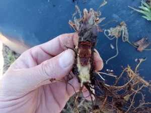 Hand holding a strawberry plant root showing severe discoloration and decay due to strawberry crown rot.