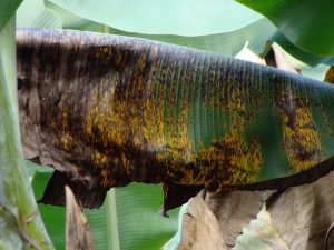 Close-up of a banana leaf affected by Black Sigatoka, showing dark streaks and yellowing patches.