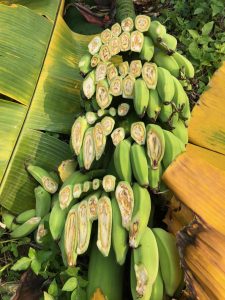 Banana plants showing symptoms of Fusarium wilt, with yellowing, wilting, and browning leaves. Some plants appear severely affected while others in the background look healthier.