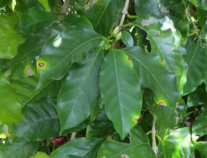 Close-up of banana leaves affected by Cercospora leaf spot, showing dark spots surrounded by yellow halos.