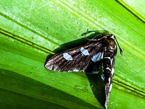 A close-up image of a grape leafroller moth on a green leaf, displaying distinctive white markings on its wings.