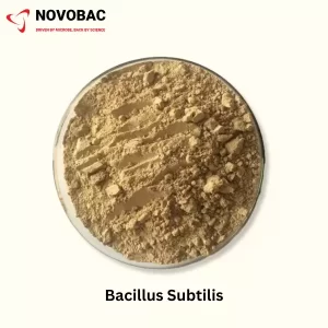 Petri dish containing Bacillus Subtilis powder from Novobac.