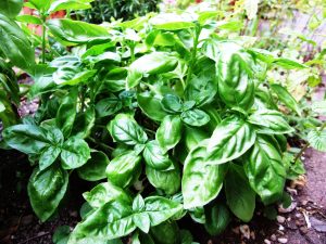 Healthy basil plants growing in a garden with lush green leaves.