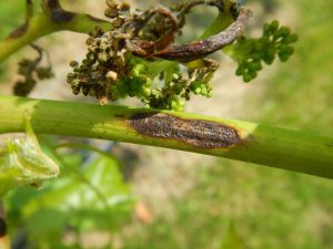 A grapevine stem showing symptoms of black rot, with dark, sunken lesions and small black fruiting bodies. 