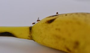 Close-up of a few small fruit flies on the stem of a yellow banana. The flies are tiny, with reddish-brown bodies and wings, feeding on the overripe fruit.