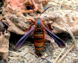 A close-up image of a grape root borer moth with distinctive red and black coloring, sitting on dry leaves.