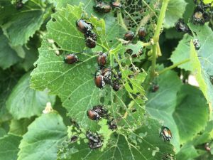 Grape leaves heavily infested with Japanese beetles, a common grape pest, showing significant feeding damage. 