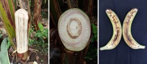 Cross-sections of banana plant stems and fruits showing signs of banana moko disease.