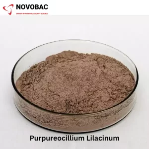 A clear glass petri dish filled with a light brown powder labeled "Purpureocillium Lilacinum." The dish is placed on a white surface with the brand "NOVOBAC" and slogan "DRIVEN BY MICROBE, BACK BY SCIENCE" visible at the top.