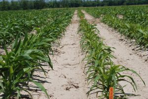 A healthy cornfield with green corn plants growing in straight rows, with a noticeable absence of stunting or discoloration, indicating no nematode infestation.